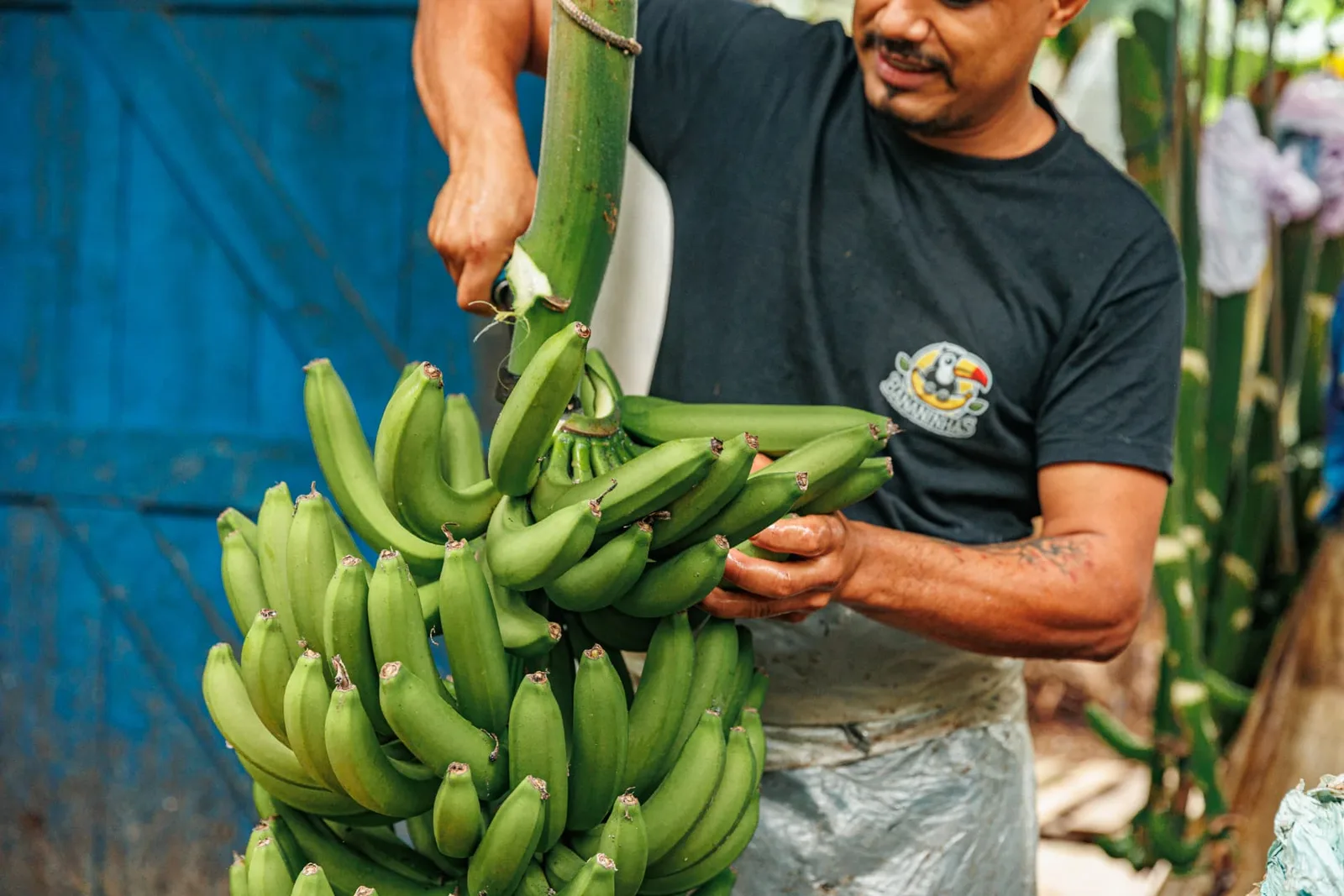 Geoogste bananen uit de streek van Eldorado